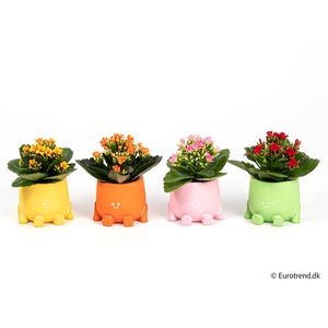 KALANCHOE BLOSSF p6 E 2909