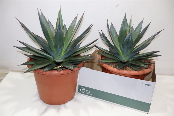 <h4>arr8 Agav Shaka Zulu</h4>