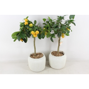 arr3 SN - Ker. pot stone look Citrus