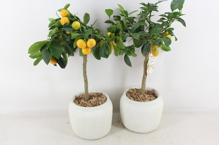 <h4>arr3 SN - Ker. pot stone look Citrus</h4>