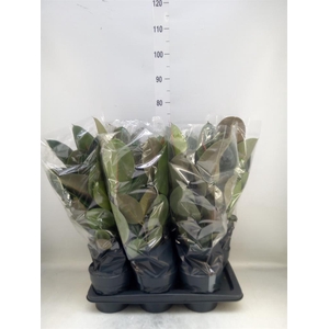 Ficus elastica 'Robusta'