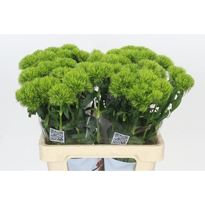 Dianthus Br Kiwi Mellow