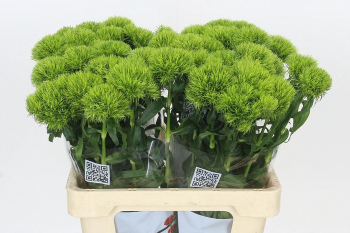 <h4>Dianthus Br Kiwi Mellow</h4>
