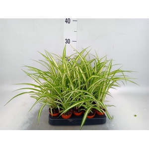 Chlorophytum cos. 'Atlantic'