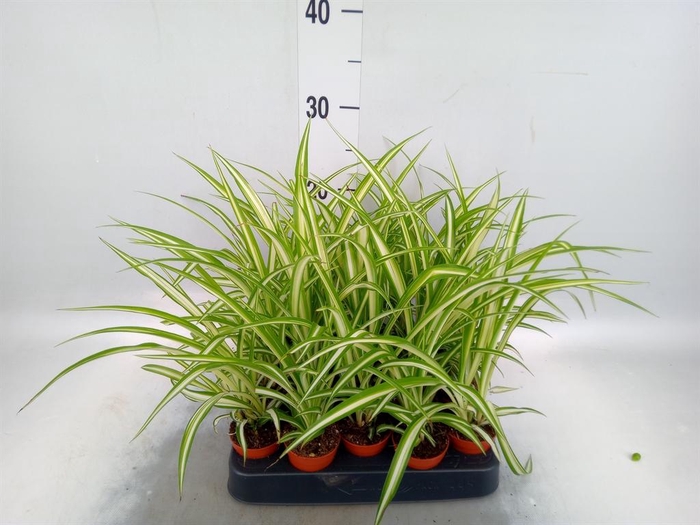 <h4>Chlorophytum cos. 'Atlantic'</h4>