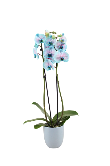 <h4>Hugo Blue Light Phal I Am Bubblegum 2T14+</h4>