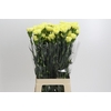 Dianthus St Ilias