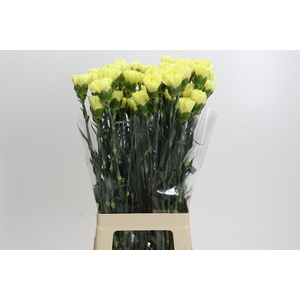 Dianthus St Ilias