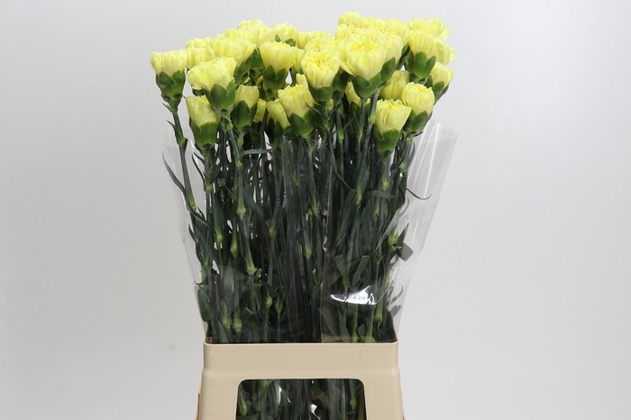 <h4>Dianthus St Ilias</h4>