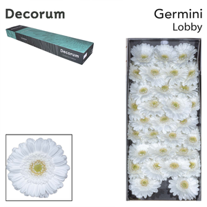 Germini Lobby Doos