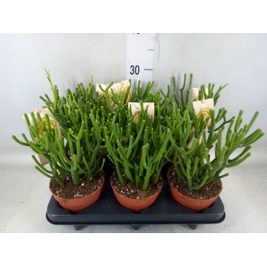 Euphorbia tirucalli