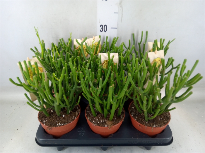 <h4>Euphorbia tirucalli</h4>