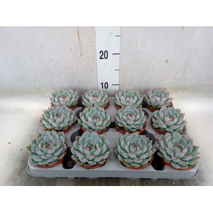 Echeveria   ...