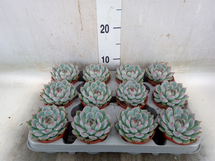 <h4>Echeveria   ...</h4>