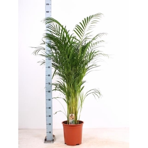 DYPSIS LUTESCENS