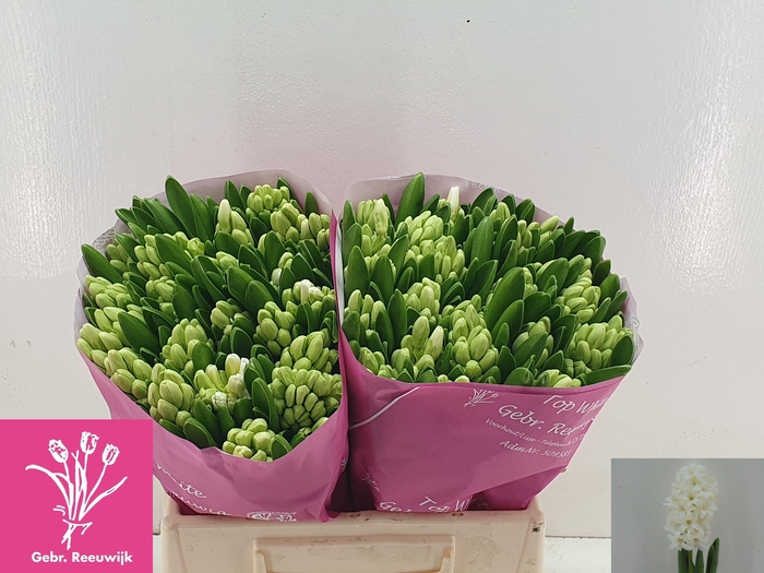 <h4>HYAC TOP WHITE</h4>