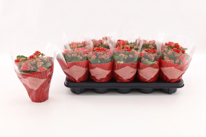 <h4>Kalanchoe Double, Le Chic Red</h4>