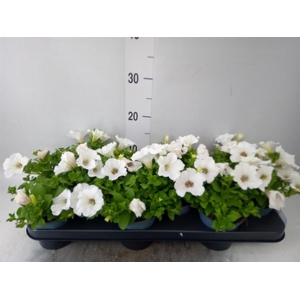 Petunia  'Surfinia White'
