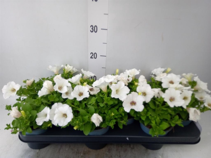 <h4>Petunia  'Surfinia White'</h4>