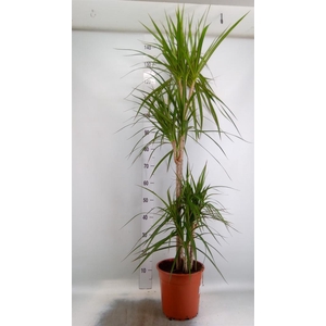 Dracaena marg.