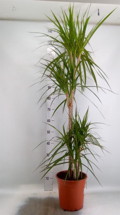 <h4>Dracaena marg.</h4>