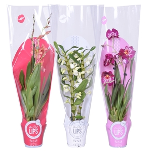 MoreLIPS® Valentine / Women's day mix 2 tak met rode, witte en roze showhoes