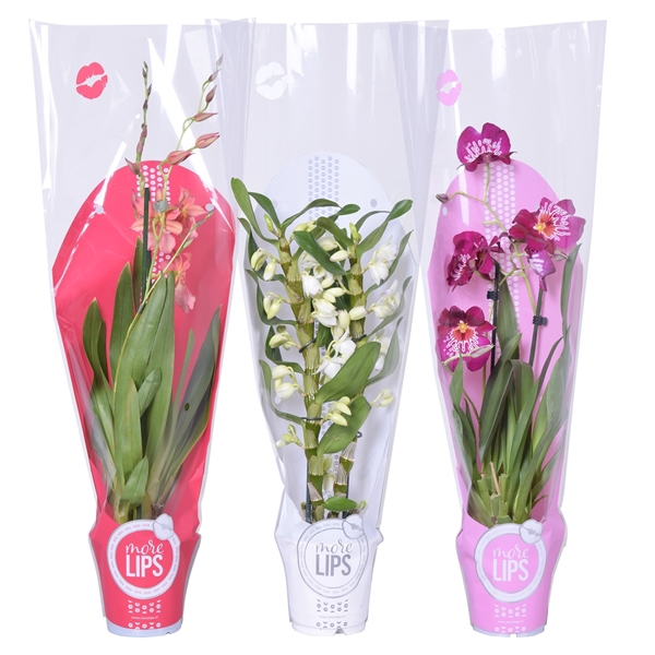 <h4>MoreLIPS® Valentine / Women's day mix 2 tak met rode, witte en roze showhoes</h4>