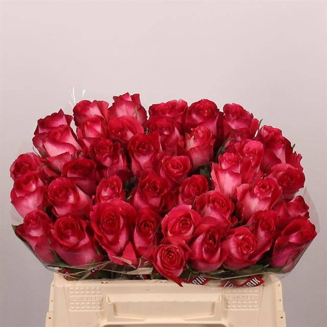 <h4>R GR NICOLETTA</h4>