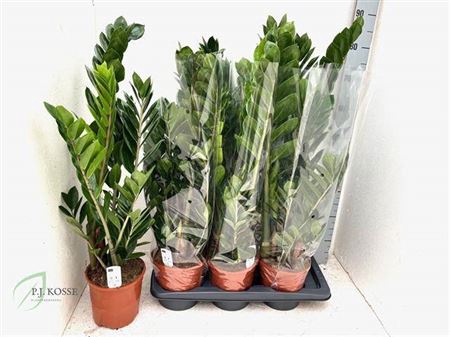 <h4>Zamio Zamiifolia</h4>
