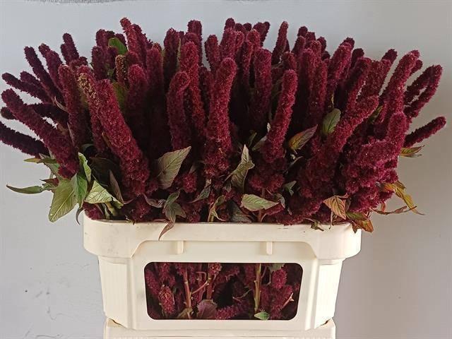 <h4>AMAR CR RED CATHEDRA</h4>