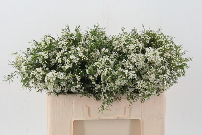 <h4>Cham Blizzard</h4>