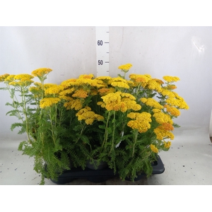 Achillea millef.