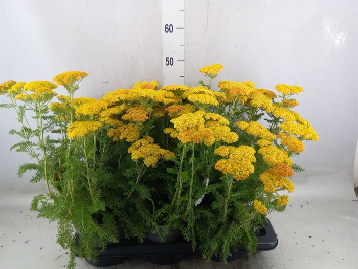 <h4>Achillea millef.</h4>