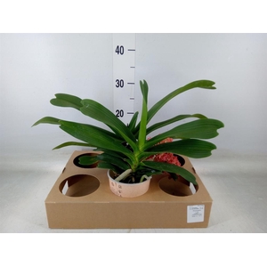 Rhynchostylis gig. 'Aromatiq Evoke'