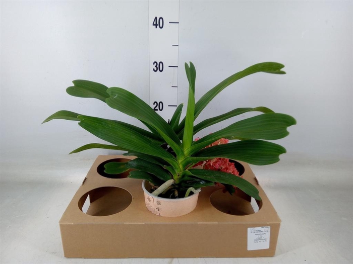 <h4>Rhynchostylis gig. 'Aromatiq Evoke'</h4>