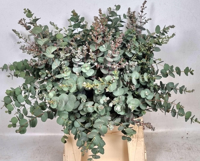 <h4>EUCA GU AZURA</h4>