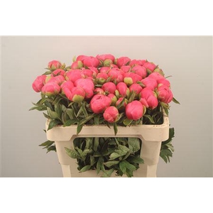 Paeonia L Pink Hawai Co 3-4