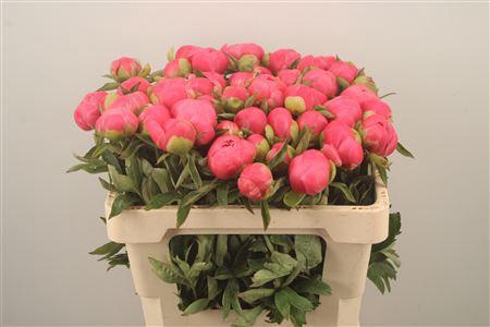 <h4>Paeonia L Pink Hawai Co 3-4</h4>