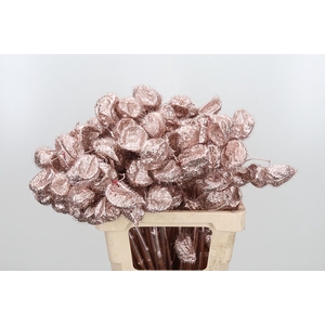 Ascl Moby Dick Kl Bh Champagne