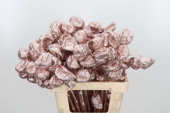 <h4>Ascl Moby Dick Kl Bh Champagne</h4>