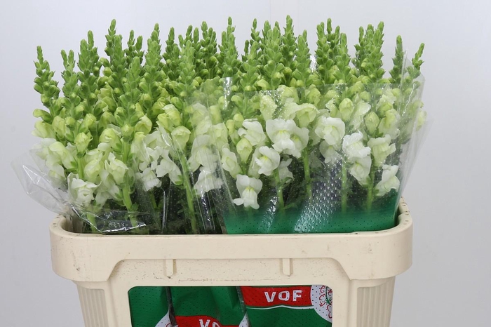 <h4>Antirrhinum Potomac Ivory White</h4>