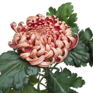 CHRYSANTHEMUM PL 'VIENNA COPPER'