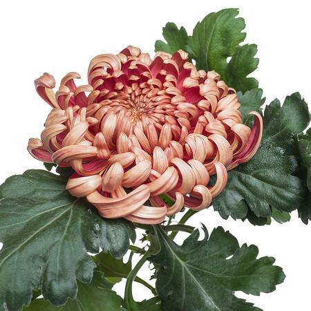 <h4>CHRYSANTHEMUM PL 'VIENNA COPPER'</h4>
