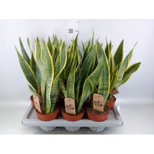 Sansevieria trifa. 'Laurentii'