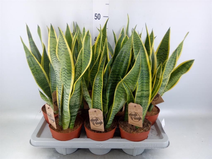 <h4>Sansevieria trifa. 'Laurentii'</h4>