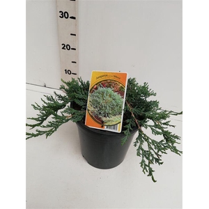 Juniperus Wiltonii