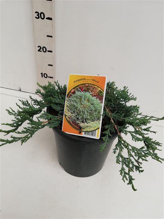 <h4>Juniperus Wiltonii</h4>