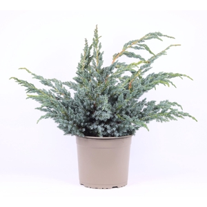 Juniperus squamata Meyeri