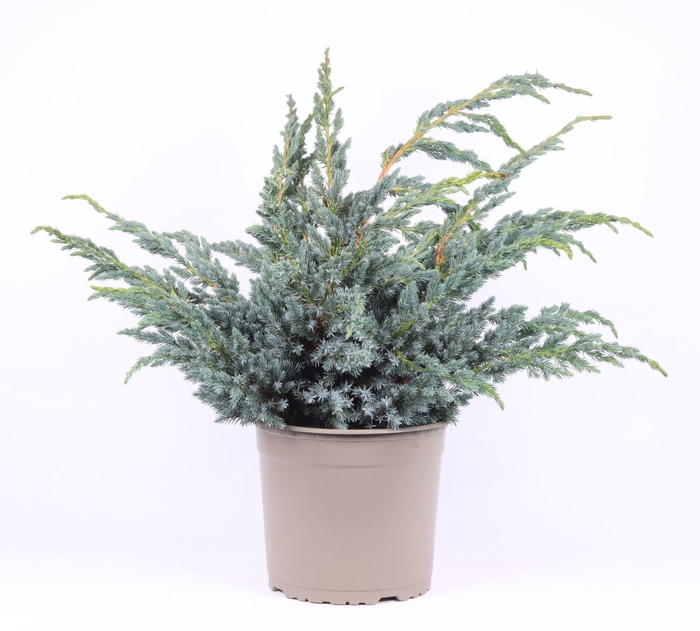 <h4>Juniperus squamata Meyeri</h4>