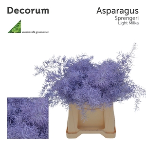 Asp sprengeri Light milka